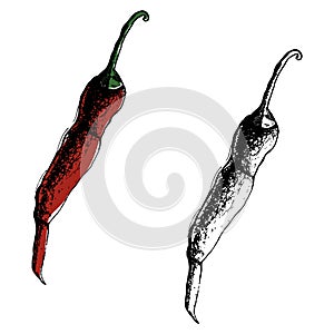 Chili Pepper hand drawn vector illustration. Vegetable artistic style object. Isolated hot spicy mexican pepper, sliced