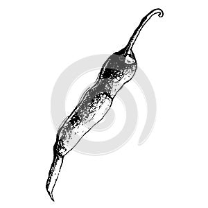 Chili Pepper hand drawn vector illustration. Vegetable artistic style object. Isolated hot spicy mexican pepper, sliced