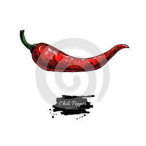 Chili Pepper hand drawn vector illustration. Vegetable object. hot spicy