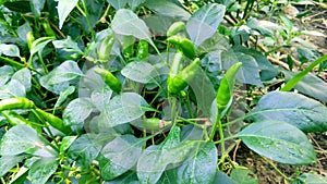 Chili pepper nahuatl chilli plant and green fruits close up