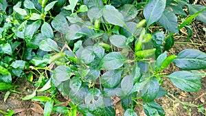 Chili pepper nahuatl chilli plant and green fruits stock photo