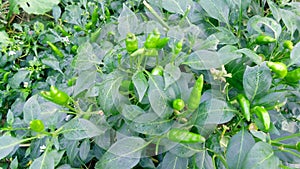 Chili pepper nahuatl chilli plant and green fruits stock photo photo