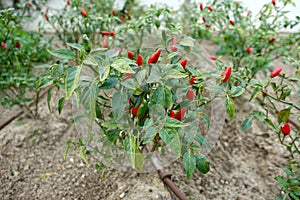 Chili pepper plant