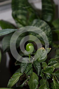 Chili pepper plant with ripening pod