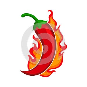 Chili pepper red hot burn for spicy flavor for food taste. Vector spicy chili pepper in fire burning