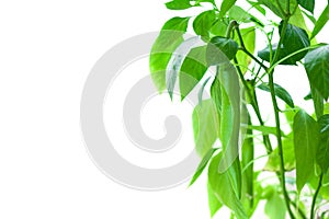 Chili pepper sprouts on white background