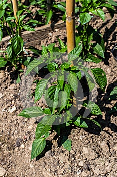 Chili Pepper - Vegetable Garden