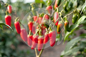 Chili peppers on field