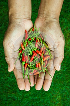 The chili peppers freshest and hottest, On hand and lawn