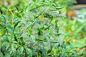 Chili peppers growing in the garden