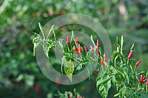 Chili peppers growing in the garden, selective focus.