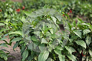 Chili peppers plant with white blossoms