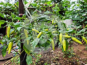 chili peppers on the tree in garden.