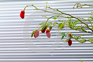 Chillli pepper plant and fruits photo