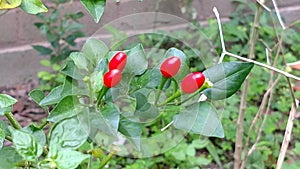 Chili Pequins