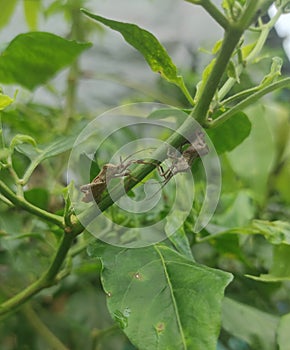 Chili pests of chili plants that are very disturbing