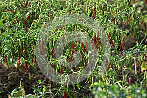 Chili plant