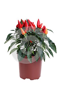 Chili plant