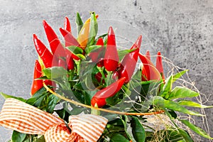 Chili plant in front of a concrete wall
