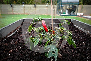 Chili plant in a garden in the soil