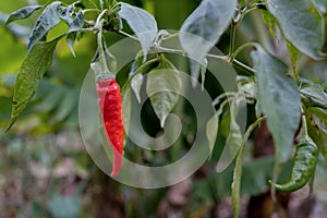 A chili plant grown in Africa