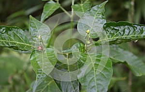 A chili plant\'s top with a fallen flower and remaining pistils on flower stems, and buds