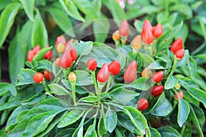 Chili plant