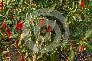 A chili plant in a vegetable garden