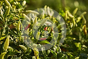 Chili Plant in the vegetable garden