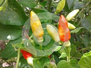 Chili plant