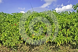 Chili Plantation