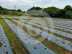 chili plantations that are starting to plant