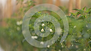 Chili plants that are flowering