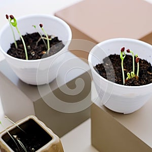 Chili seeds begin to grow in a small vase.