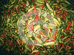 Chili setan in grey basket