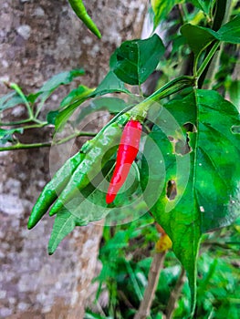 Chili tree, also known as a chili pepper plant, is a small shrub that produces spicy fruit commonly used in cooking