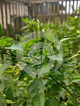 a chili tree that is bearing fruit