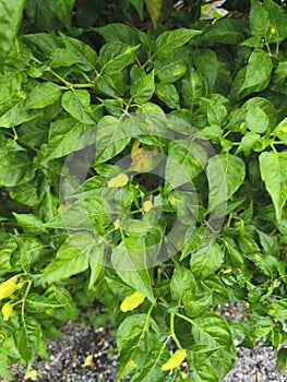 Chili Tree Bearing Fruit