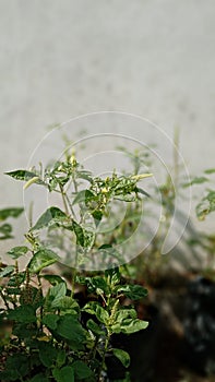 The Chili tree that is bearing fruit is beautiful