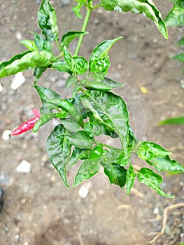 chili tree is bearing fruit