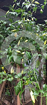 Chili tree bearing fruit in the yard