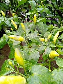 chili tree that bears lots of fruit