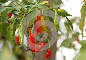 Chily tree, chilly plant, pepper plant