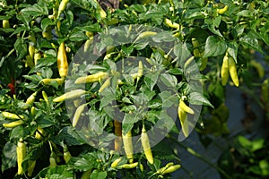 Chili tree with dense green fruit