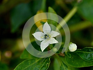 chili tree flowers