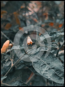 Chili tree flowers in bud