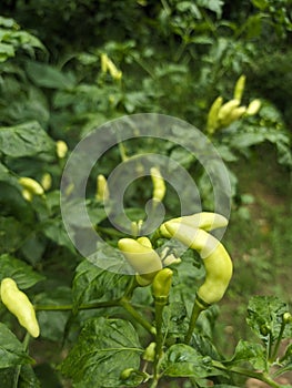 The chili tree has started to bear fruit