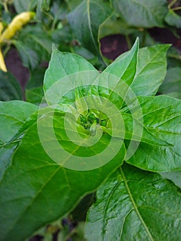 The chili tree that just released the prospective fruit