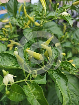 Chili trees that have fruited green