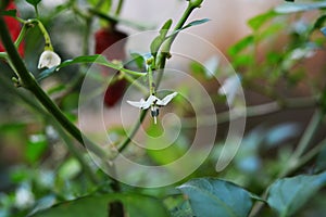 Chili White Flower